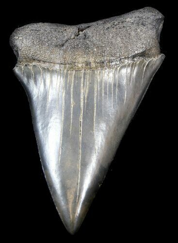 Giant, Fossil Mako Shark Tooth - South Carolina #36732